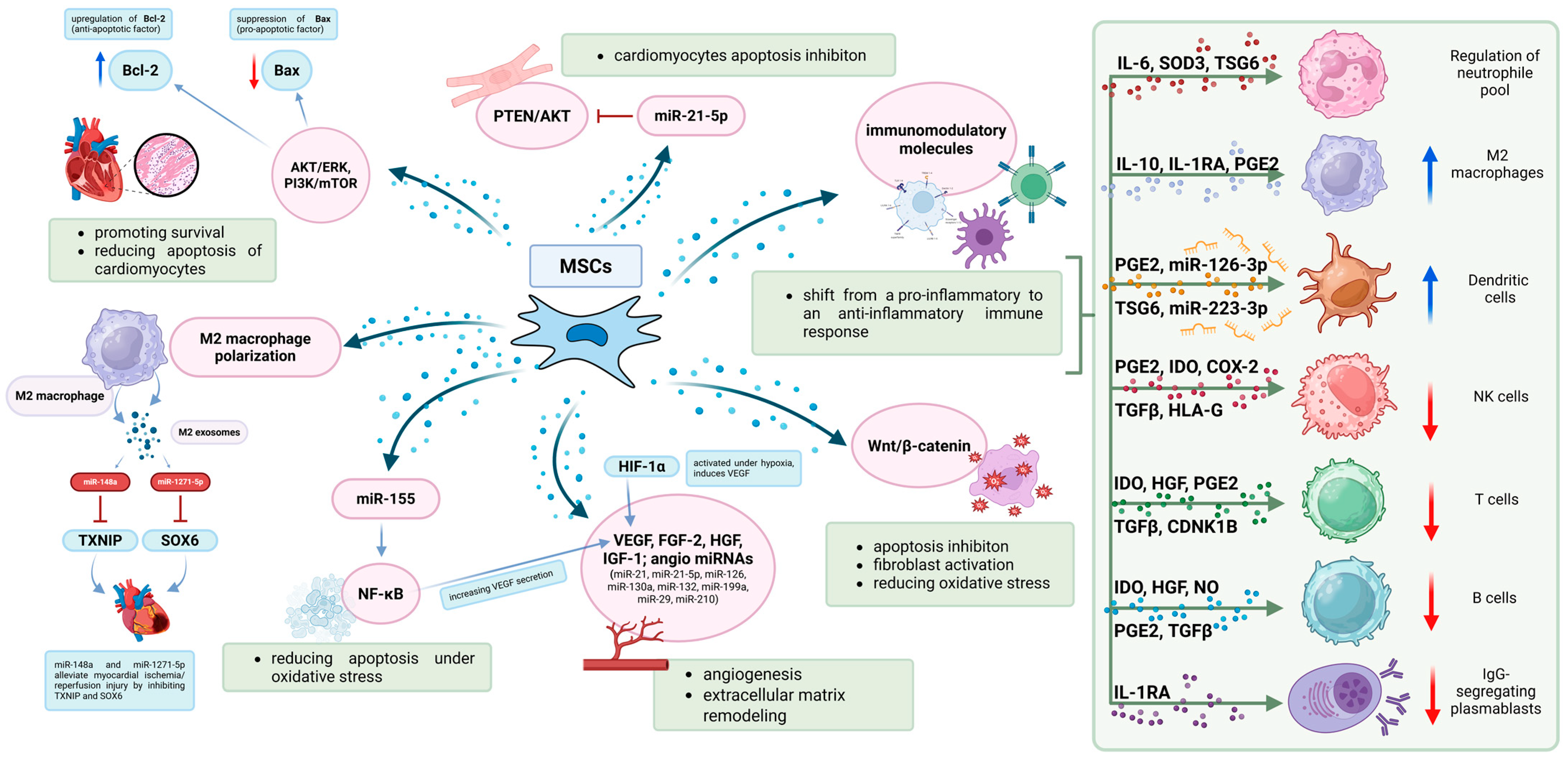 圖2：MSC發揮治療作用的機制。MSC在調節免疫反應和支持心臟組織修復方面發揮著關鍵作用。