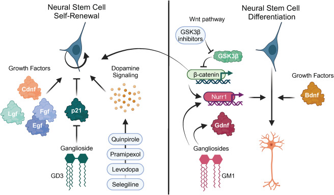 圖5：促進神經發生作為帕金森病治療方法的策略