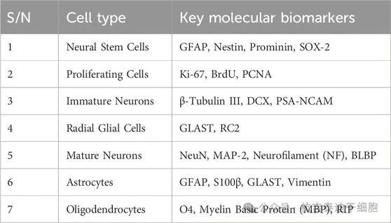 表2：下表總結了用于識別參與成人神經發生的細胞類型的關鍵分子生物標志物。