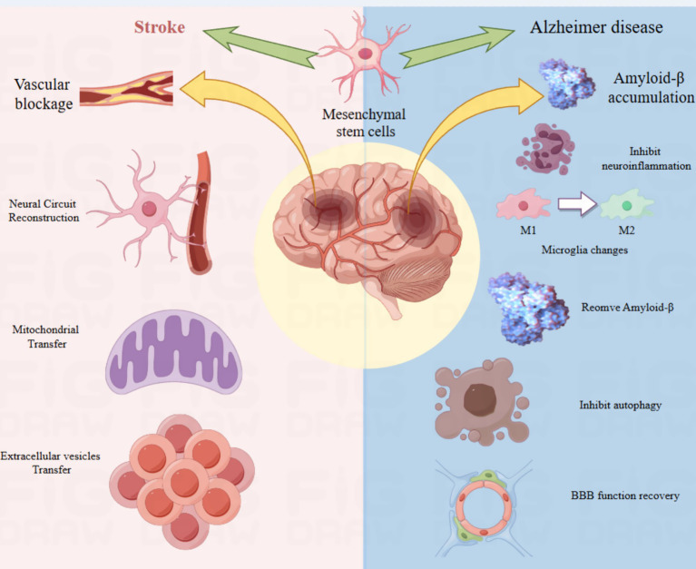 圖4：該圖說明了間充質干細胞在神經發生中的作用機制。