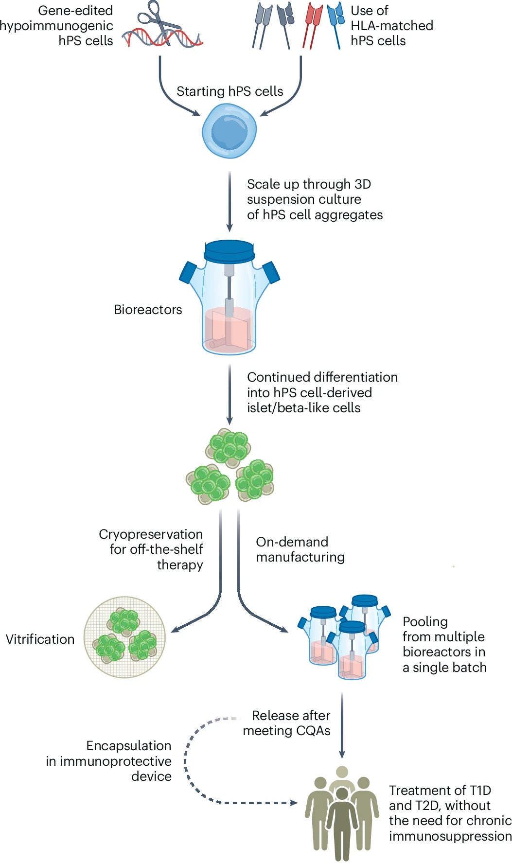 圖3：hPS細胞衍生的胰島/β樣細胞療法的設想制造過程。