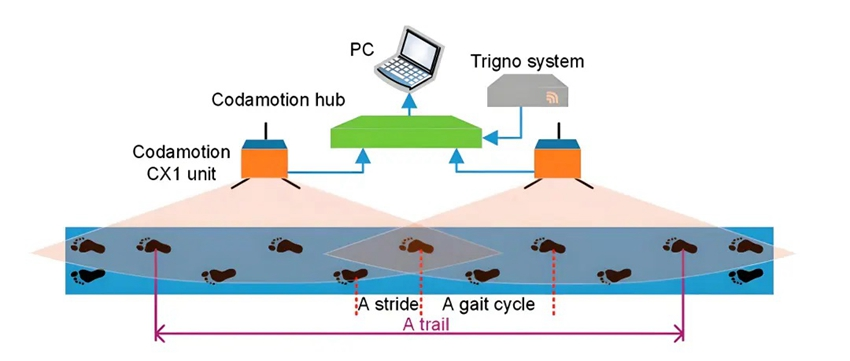 患者步態(tài)周期中表面肌電數(shù)據(jù)采集分析系統(tǒng)模型 患者步態(tài)周期中表面肌電數(shù)據(jù)采集分析系統(tǒng)模型