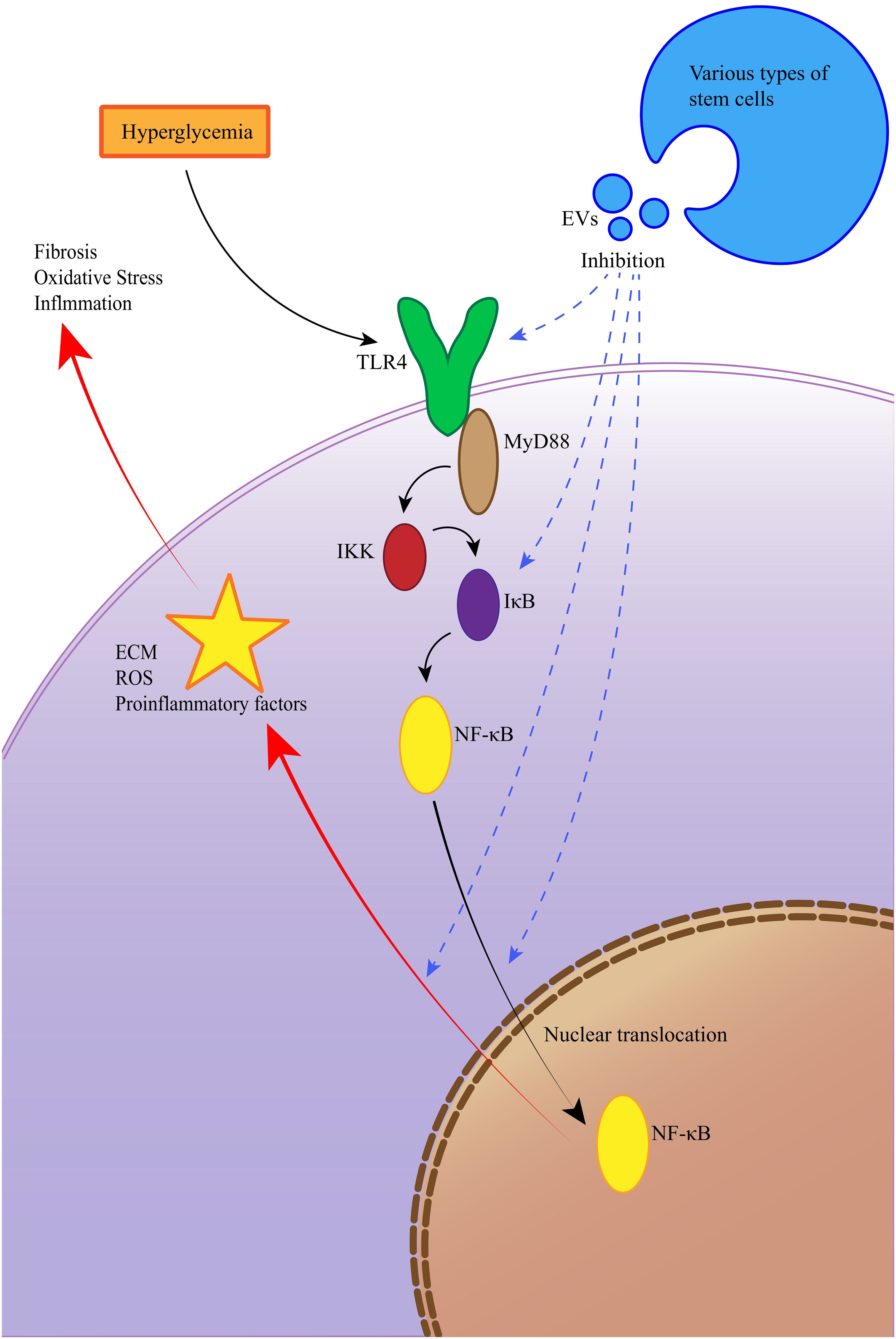 圖10：EV通過抑制TLR4/NF-κB信號通路改善糖尿病腎病