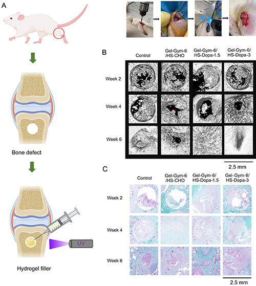 Gel-Gym/HS-Dopa水凝膠用于骨損傷治療的實驗結果