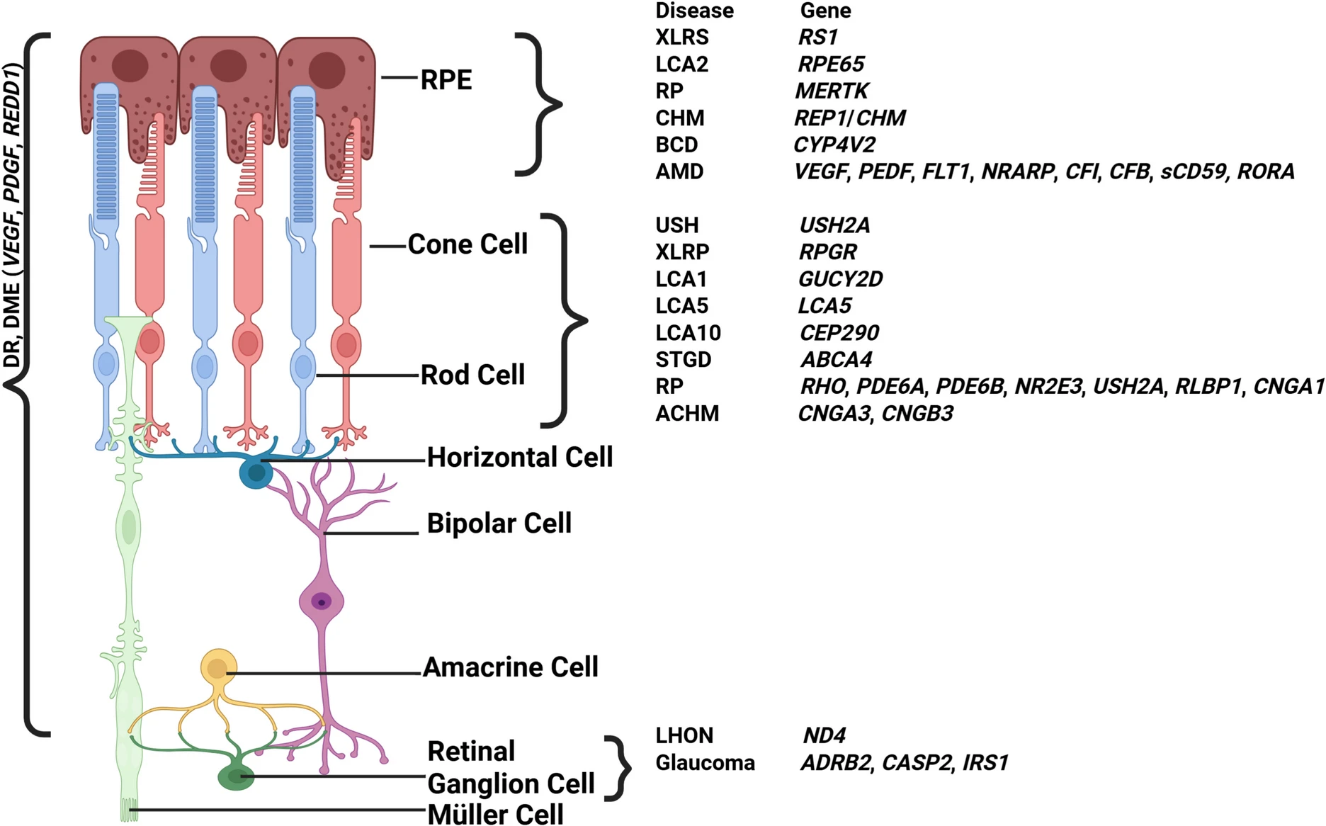 圖3：視網(wǎng)膜退行性疾病及相關(guān)基因示意圖。