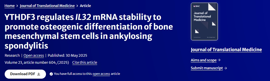 YTHDF3調(diào)節(jié)IL32?mRNA穩(wěn)定性促進(jìn)強(qiáng)直性脊柱炎骨髓間充質(zhì)干細(xì)胞成骨分化 YTHDF3調(diào)節(jié)IL32?mRNA穩(wěn)定性促進(jìn)強(qiáng)直性脊柱炎骨髓間充質(zhì)干細(xì)胞成骨分化