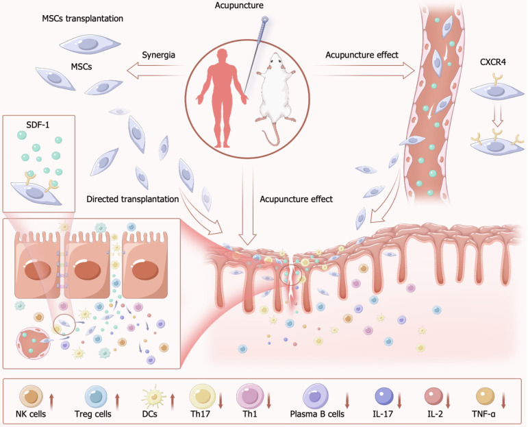 圖3:針刺聯合間充質干細胞治療炎癥性腸病的機制 圖3:針刺聯合間充質干細胞治療炎癥性腸病的機制