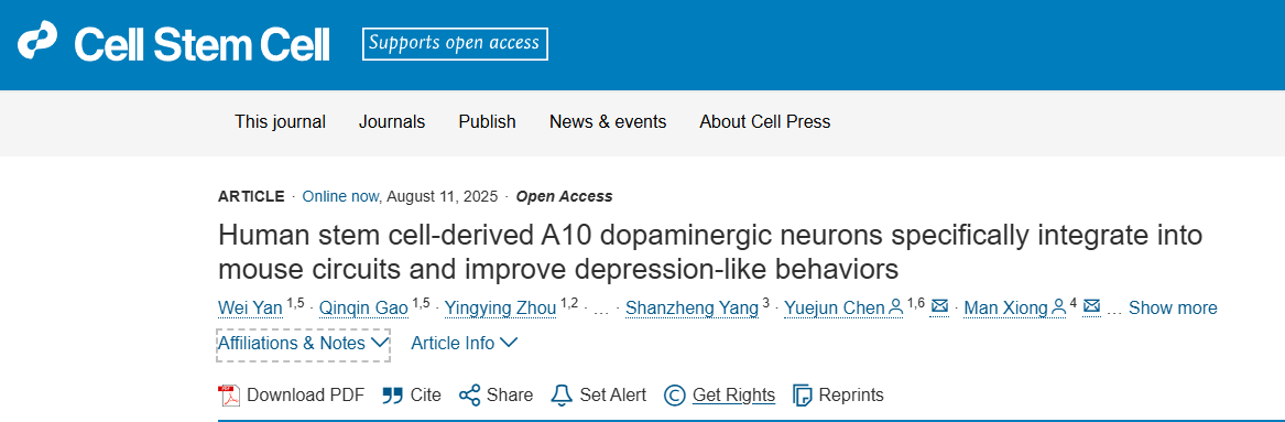 靶向修復大腦：移植人類干細胞衍生的A10神經元，為治療抑郁癥提供新策略