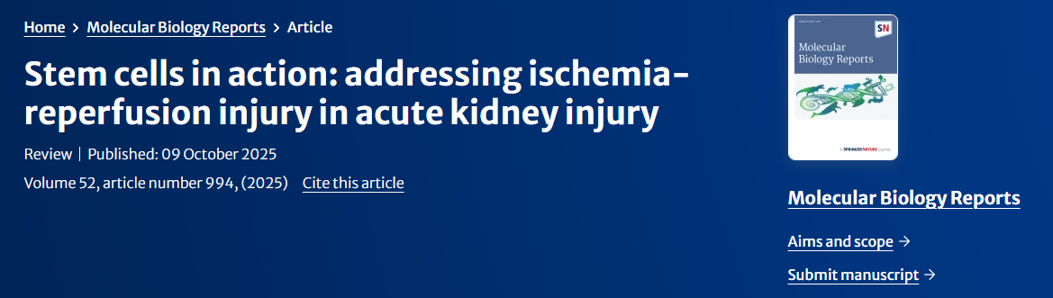 干細(xì)胞在治療急性腎損傷中的缺血再灌注損傷中的作用