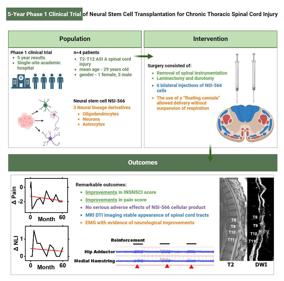 干細胞治療脊髓損傷