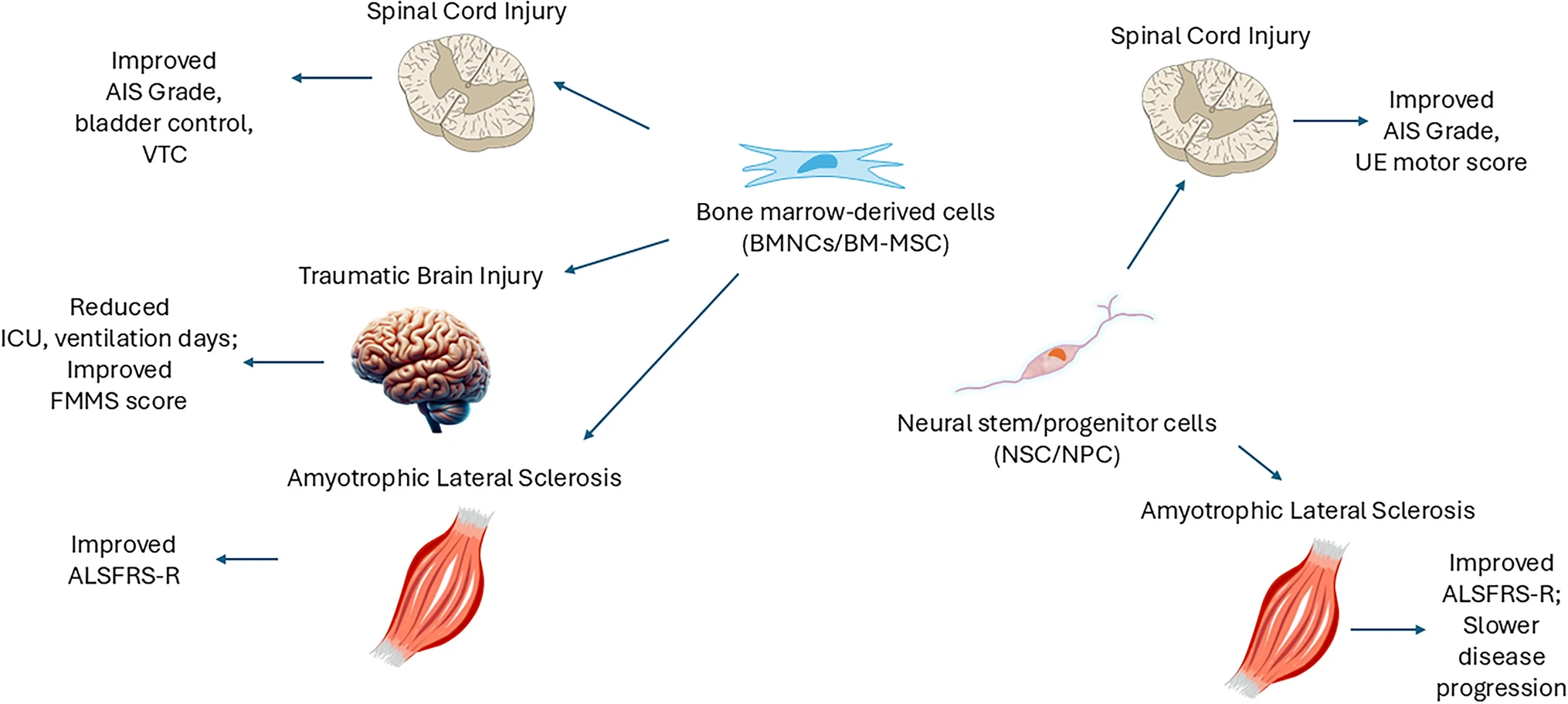 圖2：骨髓有核細(xì)胞和骨髓間充質(zhì)細(xì)胞在神經(jīng)創(chuàng)傷和神經(jīng)退行性疾病中的潛在治療效果