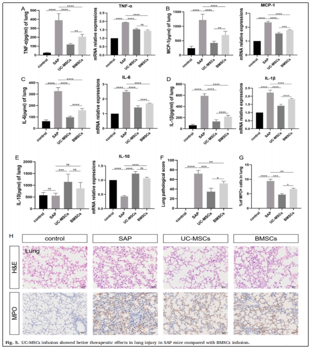圖5:UC-MSCs輸注對SAP小鼠肺損傷的治療效果優于BMSCs輸注。 圖5:UC-MSCs輸注對SAP小鼠肺損傷的治療效果優于BMSCs輸注。