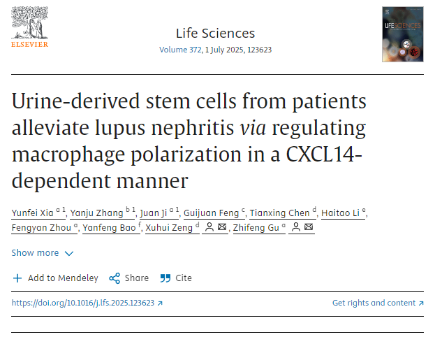 患者尿液來源的干細胞通過CXCL14依賴性方式調節巨噬細胞極化，從而緩解狼瘡性腎炎