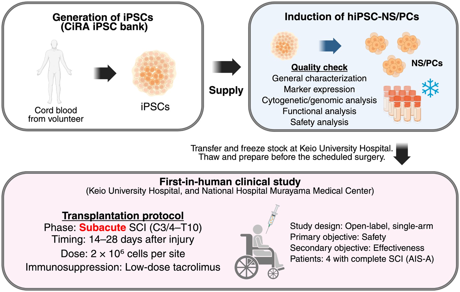 圖1：hiPSC-NS/PC制備及首次人體移植治療亞急性脊髓損傷。