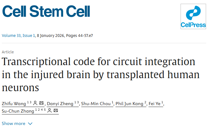 《Cell Stem Cell》新解：修復(fù)中風腦損傷，干細胞“內(nèi)在導(dǎo)航”比數(shù)量更重要