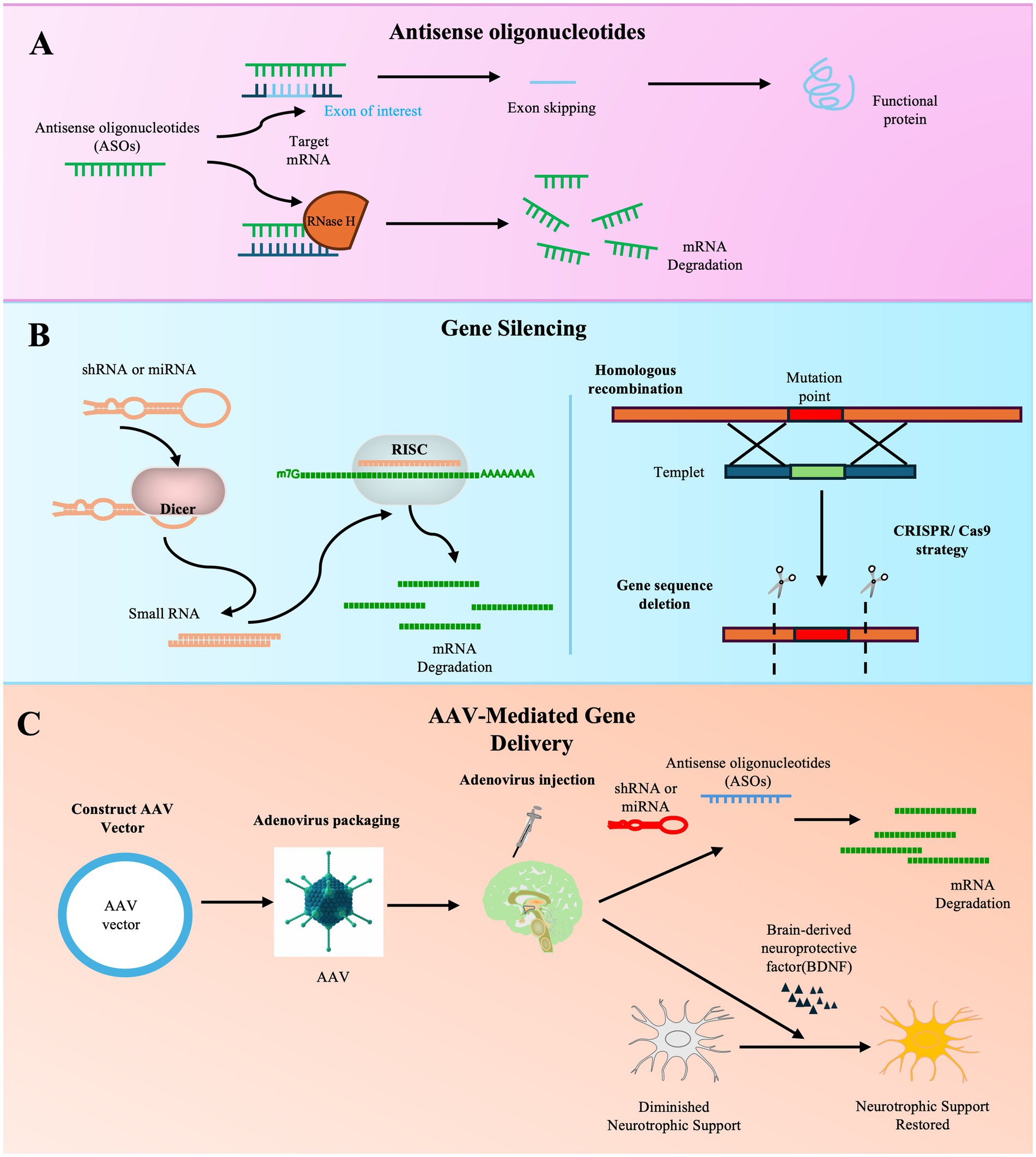圖3：基因治療ALS方法的示意圖。
