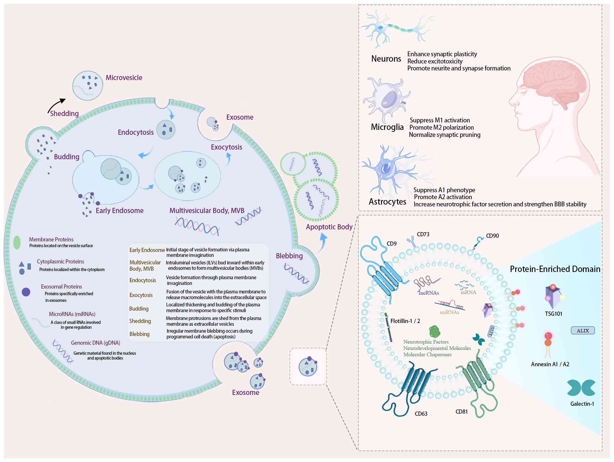 圖3：間充質干細胞（MSC）來源外泌體在自閉癥譜系障礙（ASD）治療中的生物發生、分子組成和機制。